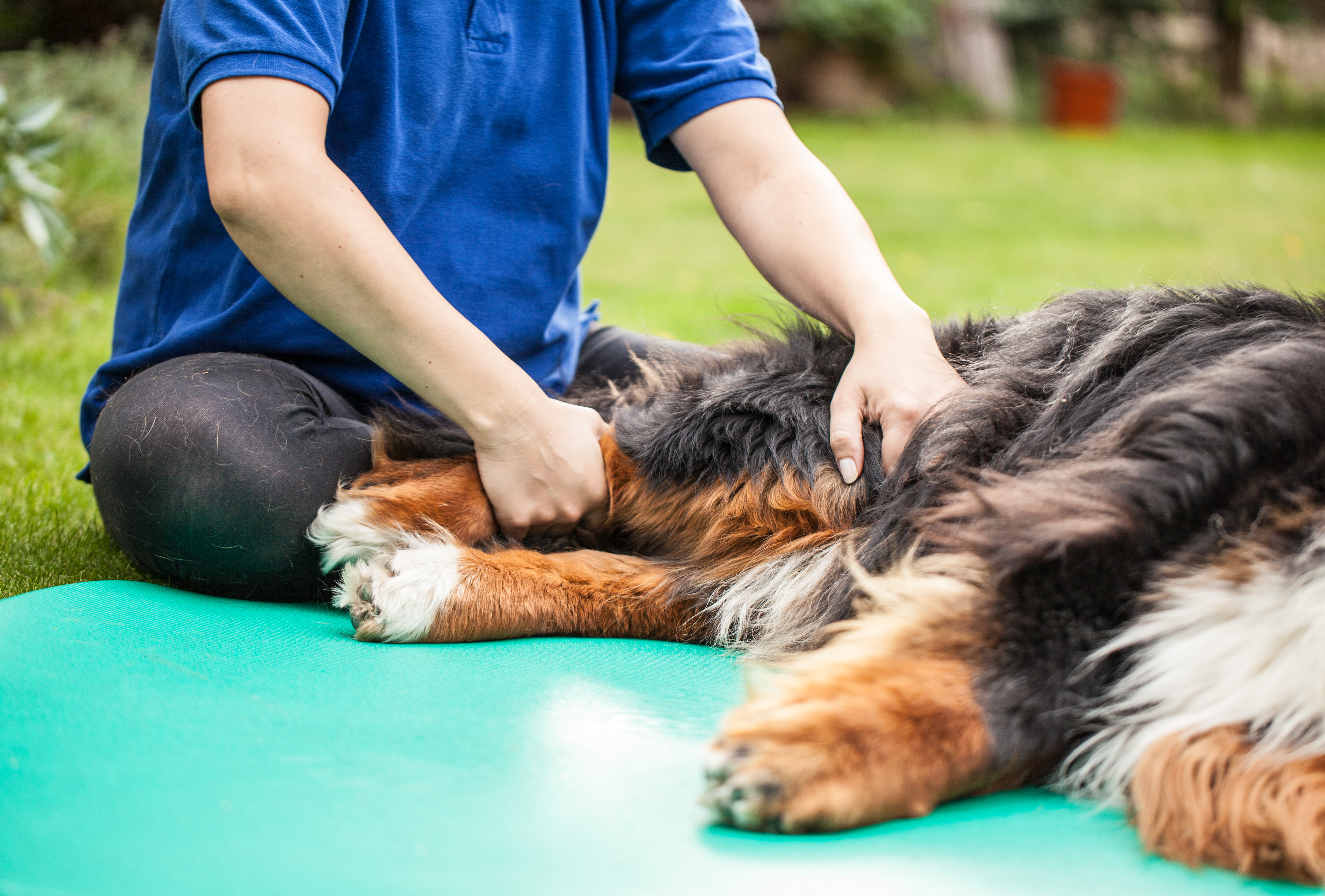 AdobeStock 118198631 Physiotherapie Hund