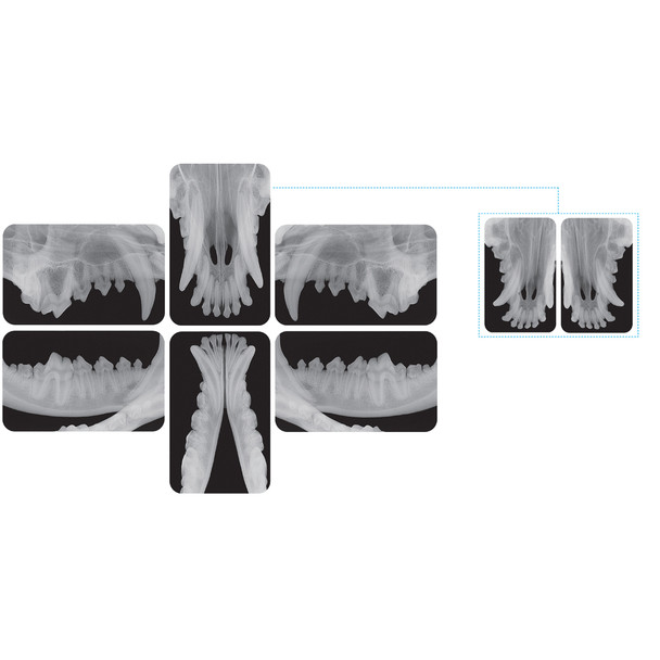 Digital dental røntgenfremkalder iM3 CR7 VET 2.0 Inkl. VetExam Pro software